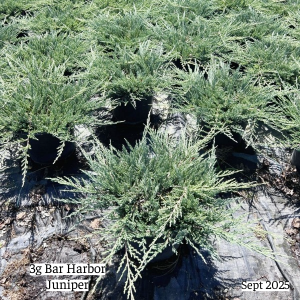 September 2025 3g Bar Harbor Juniper Group Website